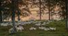 This Louisiana woman spent 25 years studying shepherds. Then she became one for a week