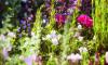 Naturalistic Gardens Bring Beauty, Function and Environmental Care Together (6-28-2026)