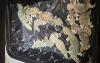 Endangered Omani Lizard Smuggling Attempt Foiled at Muscat Airport