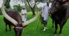 Rwanda's royal cattle pampered with poetry and music