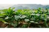 Tobacco-growing nations push for stronger cooperation to protect sector’s economic role