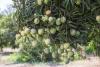 Mango Gene Bank in Sohar boosts food security
