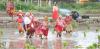 Nepal Faces Drought and Fertilizer Shortage Amidst Paddy Planting Season