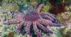 Environmental group sues federal government to boost protections for Pacific coast sunflower sea stars