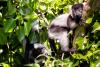 Naming of black-and-white ruffed lemur babies born at Fota Wildlife Park
