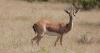 Chinkaras could lose habitat to climate change, says study