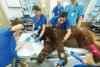 Zoo Miami black bears receive wellness exams