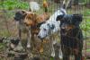 Italy's 'Zoo Mafia' Is Allegedly Making Millions by Turning Animals Into Brutal 'War Machines'