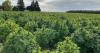 Editorial: Don't let another session pass without legalizing hemp