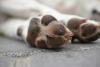 California 'No-Kill' Animal Rescue Under Investigation After 117 Dead Dogs With Gunshot Wounds Were Found