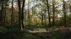 Europe unveils 10 'Wilder Parks' stretching from Ireland to Georgia to make protected land wild again