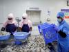 China emerges as key growth driver for India’s frozen shrimp exports; US remains top market in FY26