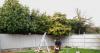Insurance expert explains who is responsible when neighbour's tree damages your home