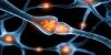 The science of “mommy brain”: How dopamine locks in lifelong cognitive benefits for mothers