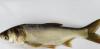 Illinois Monitors Apparent Natural Silver Carp Die-Off in Illinois River