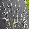 Invasive annual grasses in Montana
