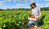 The BERRIES Project: New Opportunities for Moldova’s Berry Sector