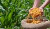 Structural Changes in Grain Exports from Moldova