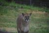 Mountain Lion Spotted Near Lee's Summit, Missouri