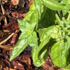 Yakima County Master Gardeners: Healthy soil starts with testing, compost and proper mulch