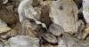 Recipe: Kingfisher seafood chowder