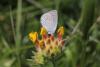 Britain's smallest butterfly makes welcome return to Broadway