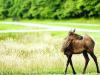 Shelby Carroll: Western North Carolina’s elk population: A conservation success with agricultural challenges