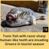 Toxic fish with human-like teeth are spreading through Greek waters just as the country’s peak tourist season begins