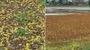 Environmentalists Demand Ban On Invasive Weed Salvinia As Biological Control Shows Promise At Vadale Lake
