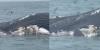 Video: Massive great white shark feeds on dead whale off the coast of Rhode Island
