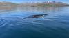 Two fin whales are killed off Iceland as commercial whaling returns after a two-year pause