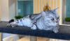 Ukraine’s First Cat Therapy Center to Open Near Kyiv: Who Will It Help?