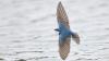 UM researchers say biodiversity loss is harming Great Lakes birds