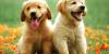 Nebraska Humane Society: Amazing things about dogs