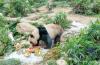 Macau-born giant panda twins to be moved to Chengdu