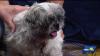 MDSPCA: Meet Munchkin, a small and gentle pup ready for adoption
