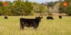 Can AI improve IVF results in cattle? Ohio State research shows promise