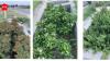 Green cells developed in Ludhiana’s Punjab Agricultural University have potential to fix urban flooding.