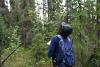 Alaska’s plumaged inhabitants - How the 49th state hosts an incredible variety of birds