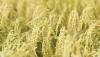 Vietnam rice prices climb as supply tightens