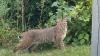 University of Rhode Island tags 4 bobcat kittens