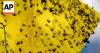 Mexico and US reopen sterile fly plant to fight screwworm outbreak