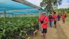 AGRICULTURE VOLUNTEERS DEPLOYED TO BOOST CENTRAL COCOA PRODUCTION