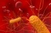 Global clinical trial reveals safest, most effective  antibiotics for staphylococcal bloodstream infections