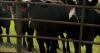 Montana lawmakers working on bill targeting shortage of rural veterinarians