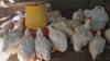 Cases of Avian Influenza Detected in Central America: Panama Strengthens Surveillance