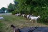 North Carolina is calling in goats as invasive plants overrun parks and backyards