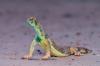 Smuggling attempt of Oman Spiny-tailed Lizard foiled at Muscat airport