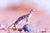 Muscat airport foils illegal attempt to smuggle rare Omani lizard