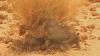 An 18-second YouTube clip led scientists to a sand-cat stronghold in Libya's Sahara